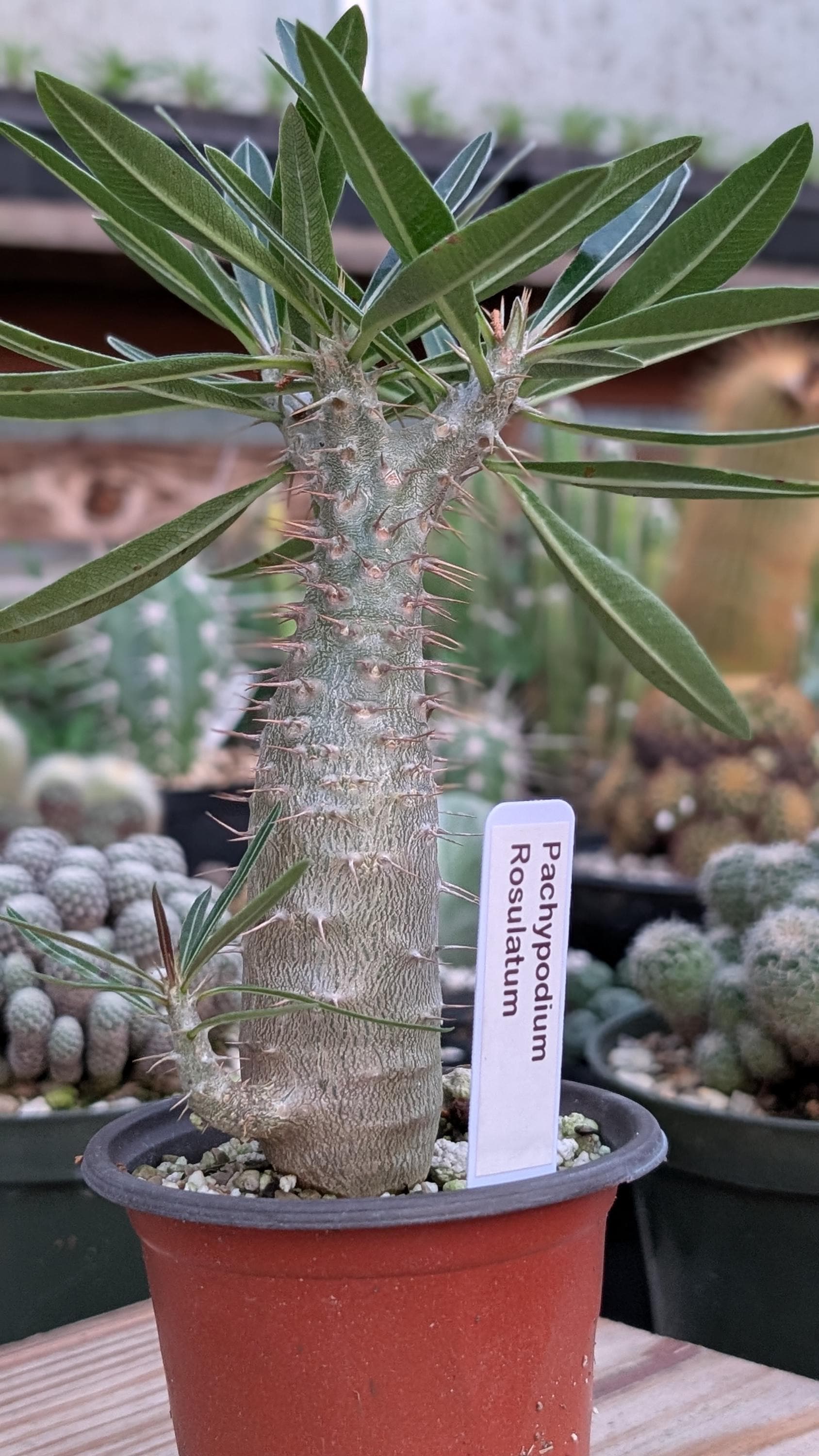 Pachypodium Gracilius - Etsy