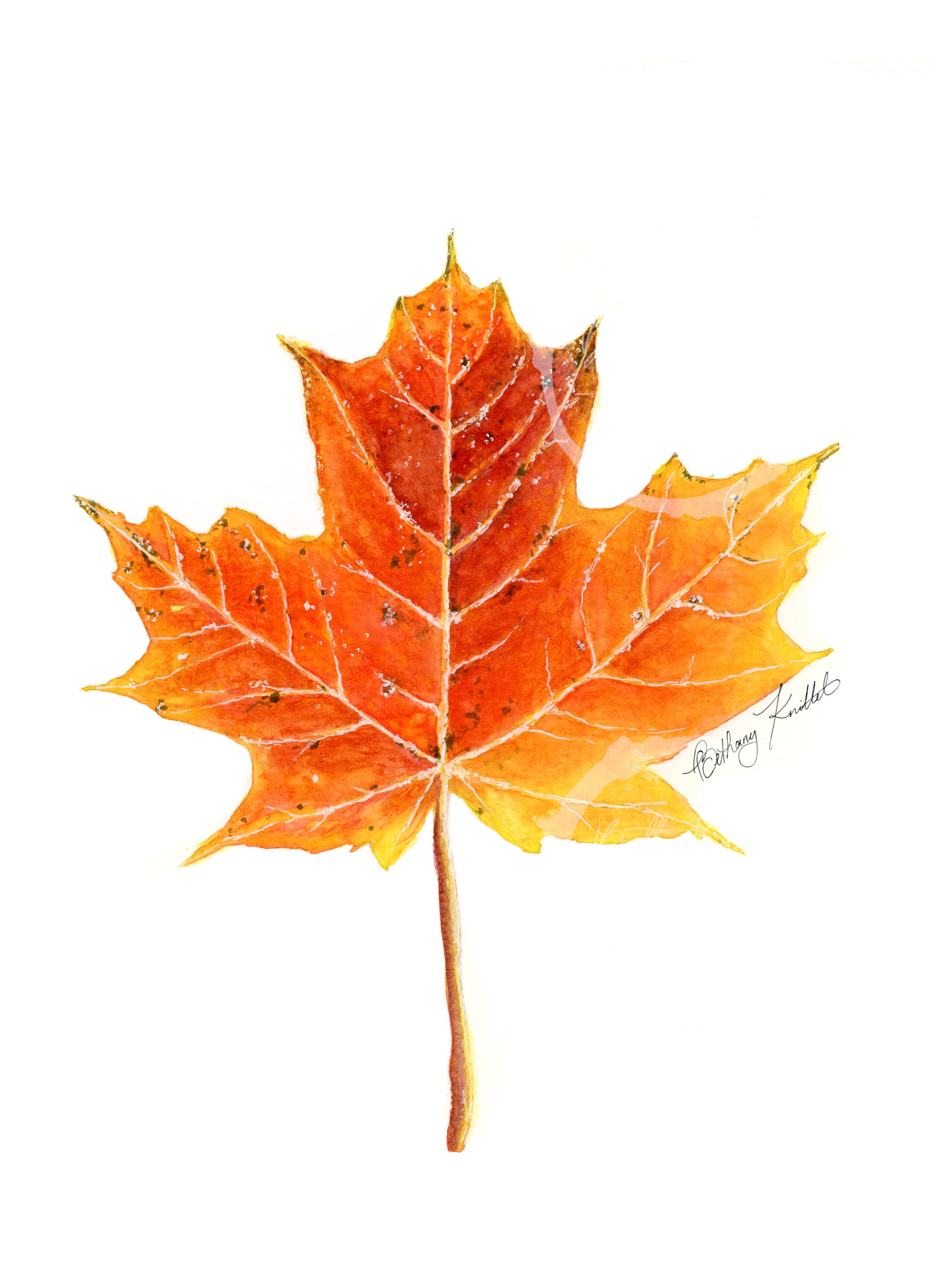 Maple Leaf Note Card 4 X 5 Stationary Blank Cards Etsy