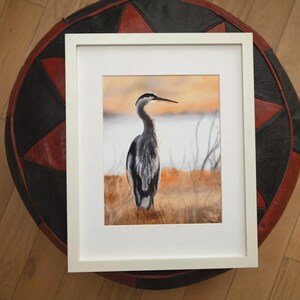 Airone azzurro 8x10" Stampa - disegno originale di me, artista canadese che crea arte sulla fauna selvatica, opera d'arte astratta minimalista e dettagliata di uccelli