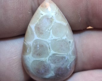 Cabujón de coral fósil Lucelle