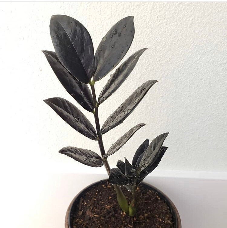 ZZ “Raven" Rooted Cutting (Zamioculcas zamiifolia)