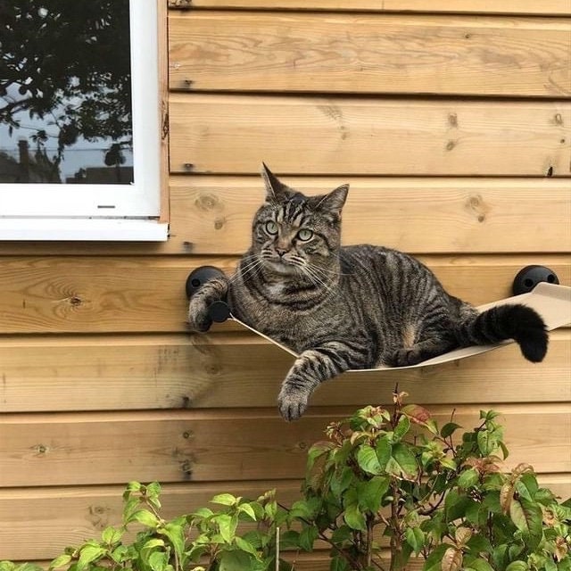 Catification Etsy