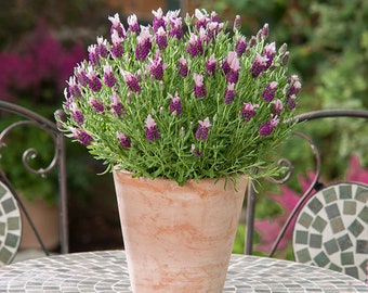 18 BANDERA PINK Seeds Lavendel Lavandula Stoechas Samen Zaad Semi Sementi Sementes Siemenet Graines Semillas Nasiona Somen Frø Somen