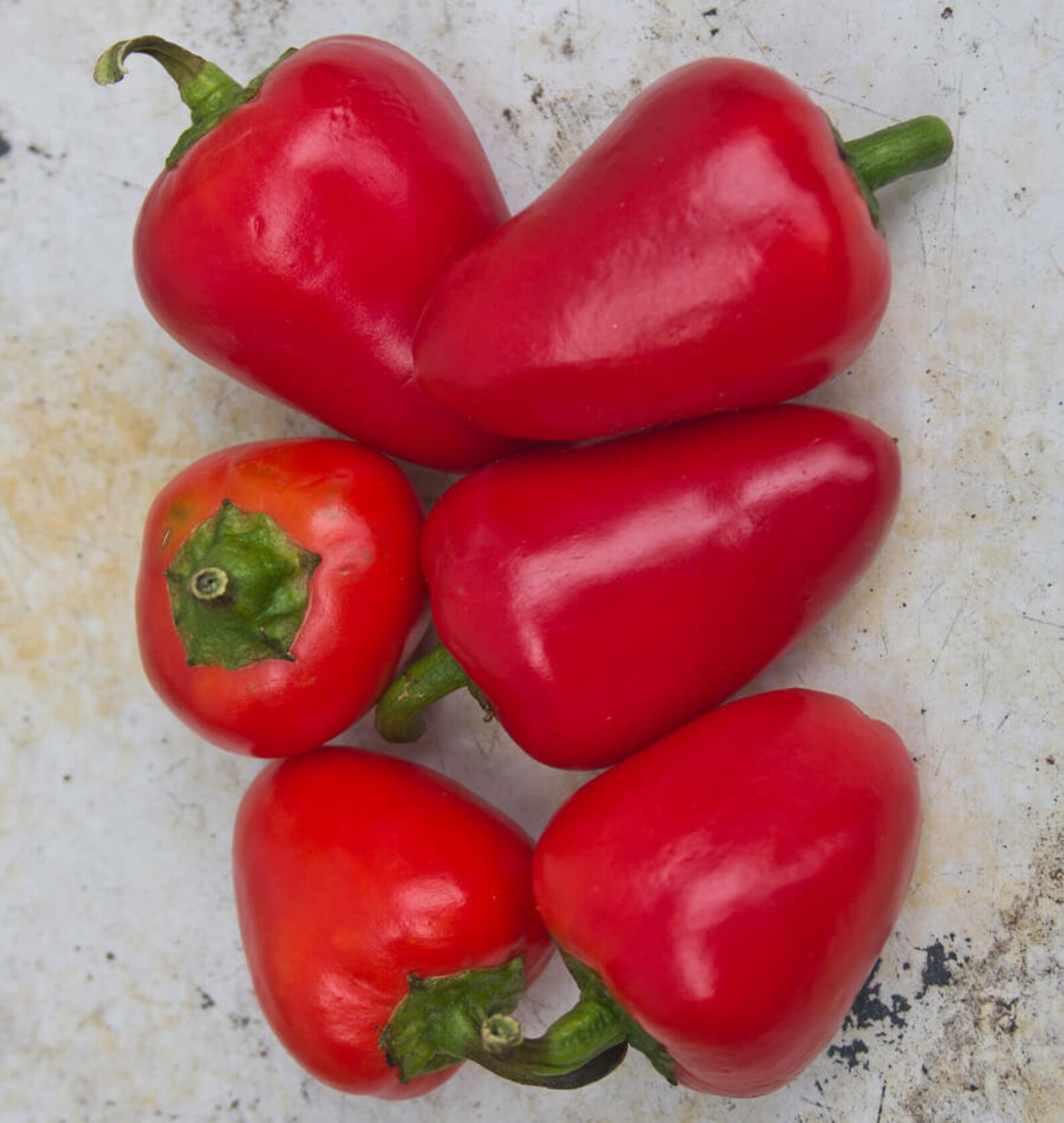 50 Organic MINI BELL Sweet Pepper seeds red Great for stuffing Etsy