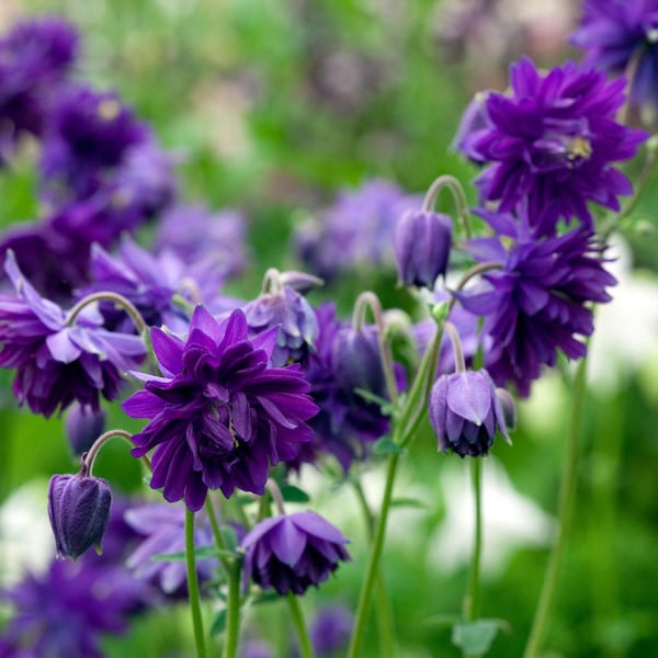 50 NORA BARLOW BLUE Aquilegia Columbine Seeds Akelei Samen Graines Semillas Zaden Zaad Somen Semi Sementi Semillas Nasiona Sementes Siemenet