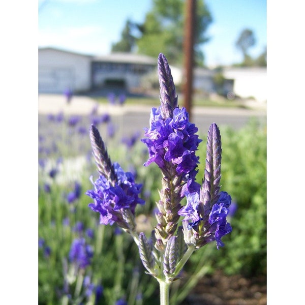 100 ORIGANO LAVENDER Seeds Lavendel Lavandula Samen Zaad Zaden Semi Sementi Sementes Siemenet Graines Semillas Nasiona Somen Frø Somen