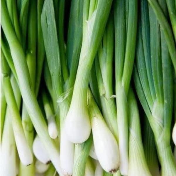 500 Organic Tokyo Long Bunching Spring Onion Seeds Mild and Sweet Great for salads and eating fresh Zwiebel Samen