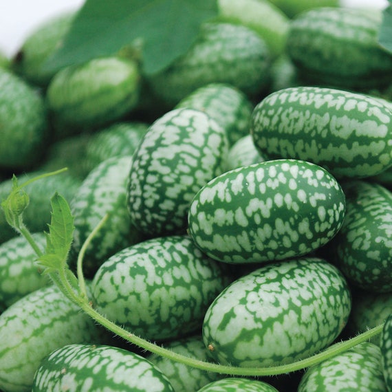 100 Organic Cucamelon Seeds Melothria Scabra Mexican Minimelon Mousemelon  Seeds Cucamelon Samen Graines Semi Semillas -  Hong Kong