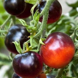 50 Organic BLACK FROM TULA Heirloom Tomato Seeds Heirloom Old Tomato Variety Tula Tomate Samen Somen Graines Zaden Semillas Semetes Siemenet