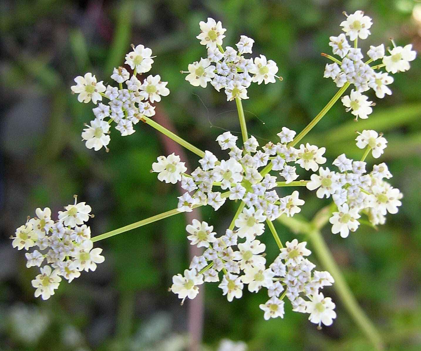 500 Cumin Cuminum Seeds Organic Production Grow your own Etsy