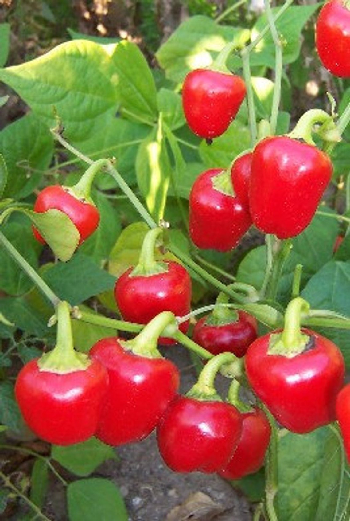 50 Organic MINI BELL Sweet Pepper seeds red Great for stuffing Etsy