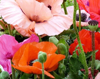 18 Pellets Perennial Poppy Papaver Orientale PIZZICATO MIX Seeds Stauden Mohn Samen Papavero Pavot Graines Nasiona Frö Frön Zaden Sementes