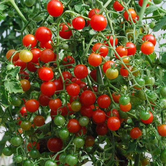 20 graines/seeds/semillas Petit Moineau tomate/tomato 