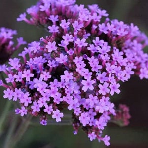 1000 Verbena Bonariensis Vervain Lilac Seeds Samen Semi Sementi Semillas Sementes Siemenet Nasiona Frø Zaad Zaden Graines Somen Perennial image 4