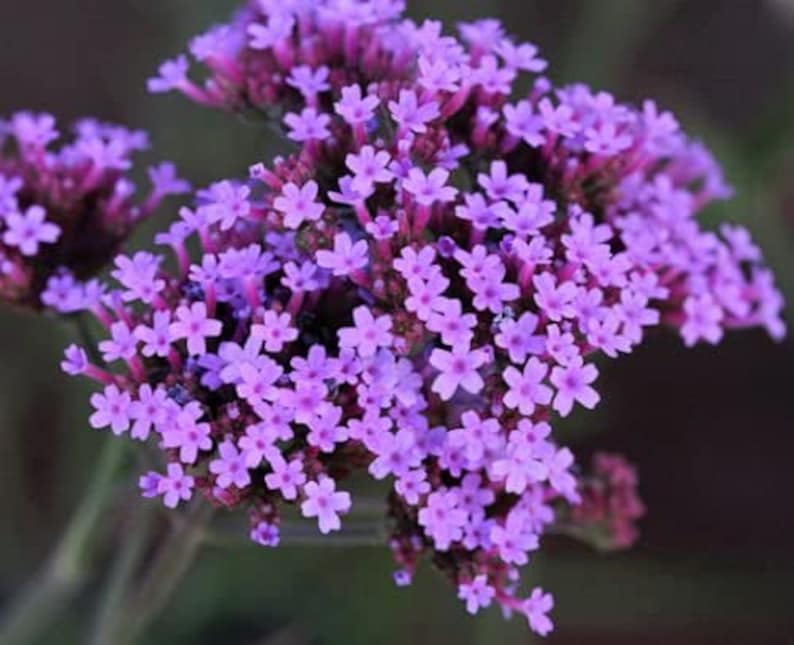 1000 Verbena Bonariensis Vervain Lilac Seeds Samen Semi Sementi Semillas Sementes Siemenet Nasiona Frø Zaad Zaden Graines Somen Perennial image 4