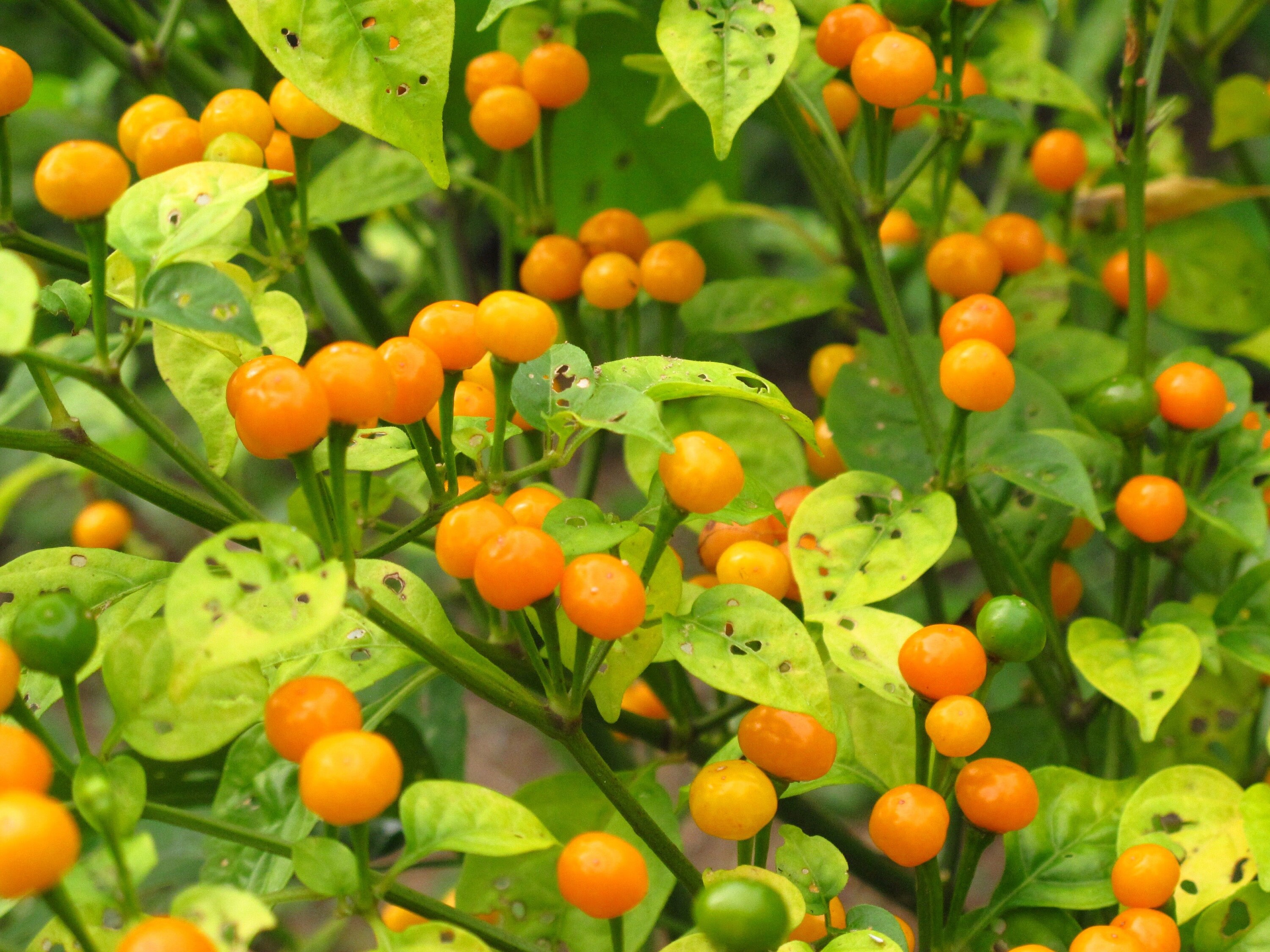 Aji Pontarou