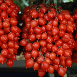 SALE!!! 50 Seeds PIENNOLO del Vesuvio Original Italian Heirloom Tomato Drying Samen Graines Semillas Zaden Semi Sementi Nasiona Zaas Zaden