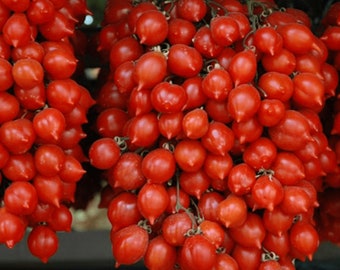 AUSVERKAUF!!! 50 Samen PIENNOLO del Vesuvio Original Italienisches Erbstück Tomaten Trocknen Samen Graines Semillas Zaden Semi Sementi Nasiona Zaas Zaden