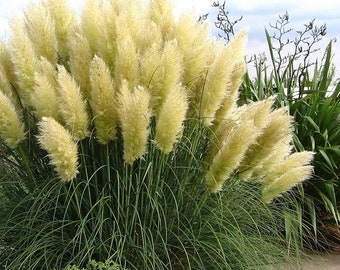 100 Cortaderia Pampas Grass Seeds Pampasgras Samen Graines Semillas Zaden Zaad Somen Semi Sementi Semillas Sementes Siemenet Frö Frön