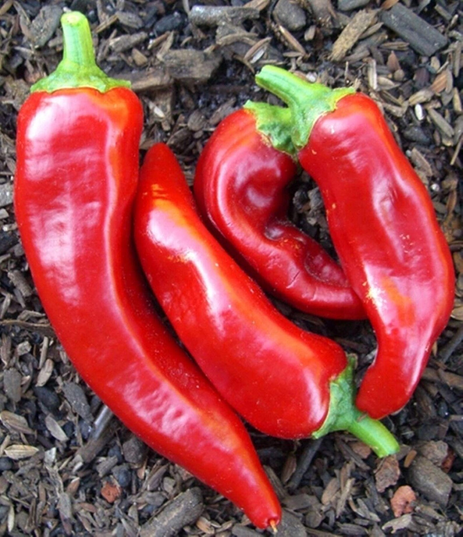 30 Organic RED MARCONI sweet red Italian Heirloom Pepper Seeds Etsy