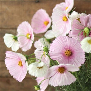 30 CUPCAKES BLUSH Cosmos Seeds Schmuckkörbchen Samen Graines Semillas Zaden Zaad Somen Semi Sementi Semillas Nasiona Frō Sementes Siemenet image 4