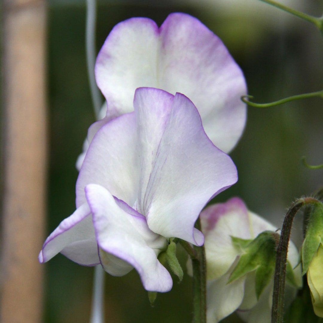 15 Graines de pois doux ALBUTT BLUE biologiques Lathyrus - Etsy France
