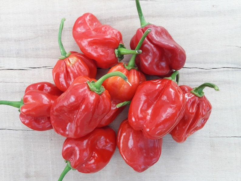 50 Organic Seeds Scotch Red Chilli Peppers Jamaican Etsy