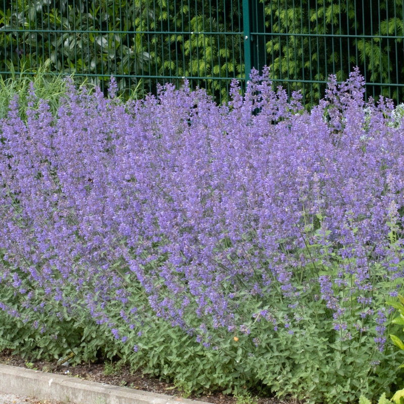 Herbe à chat, Chataire 'Kit Kat' - Nepeta faassenii - Le Jardin du