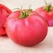 see more listings in the Tomatoes section