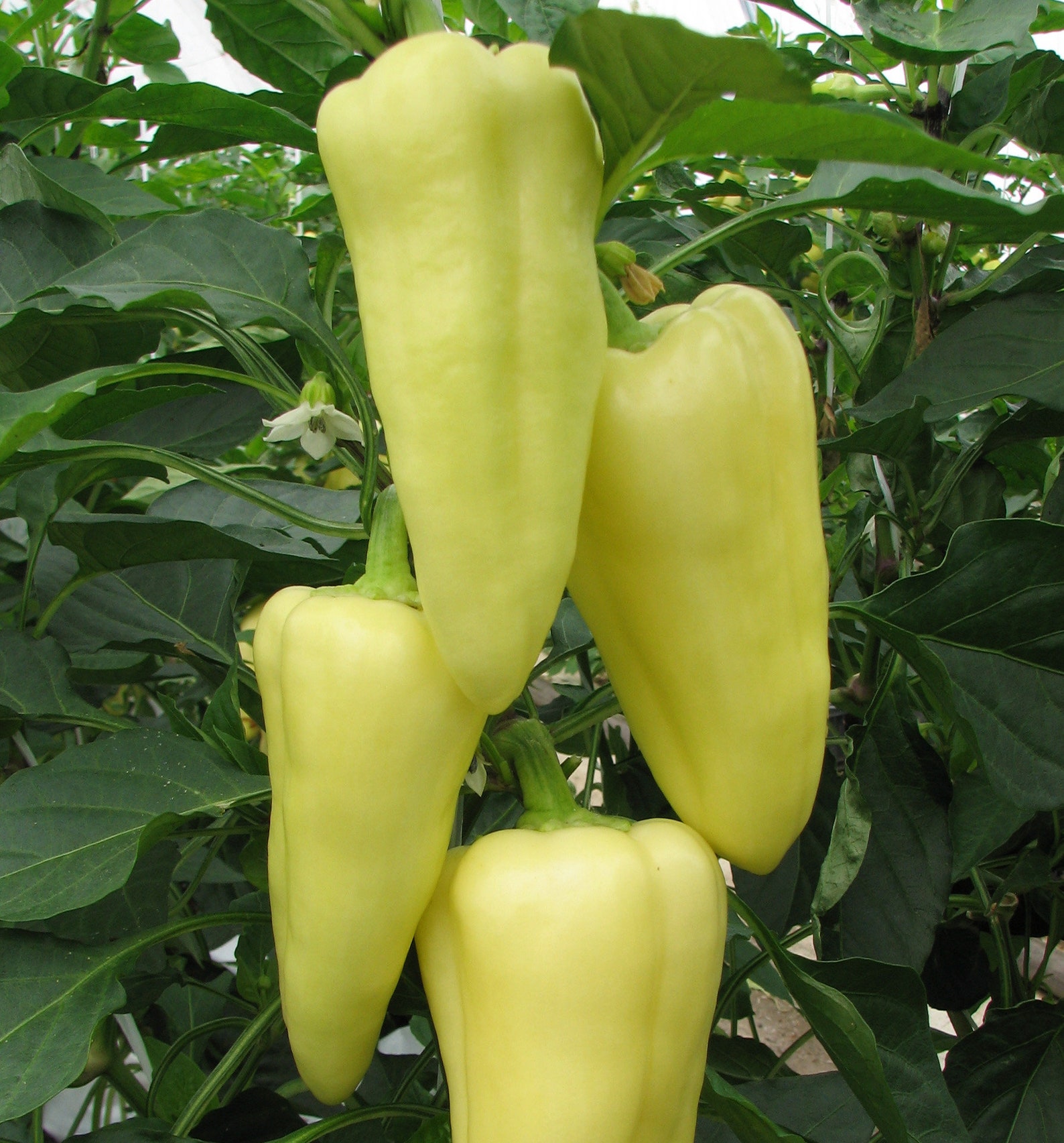 50 Seeds NOVA White Pepper Paprika Creamy Yellow / White Sweet Etsy