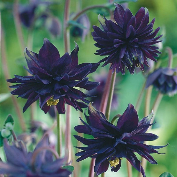 50 BLACK BARLOW Aquilegia Columbine Seeds Akelei Samen Graines Semillas Zaden Zaad Somen Semi Sementi Semillas Nasiona Sementes Siemenet