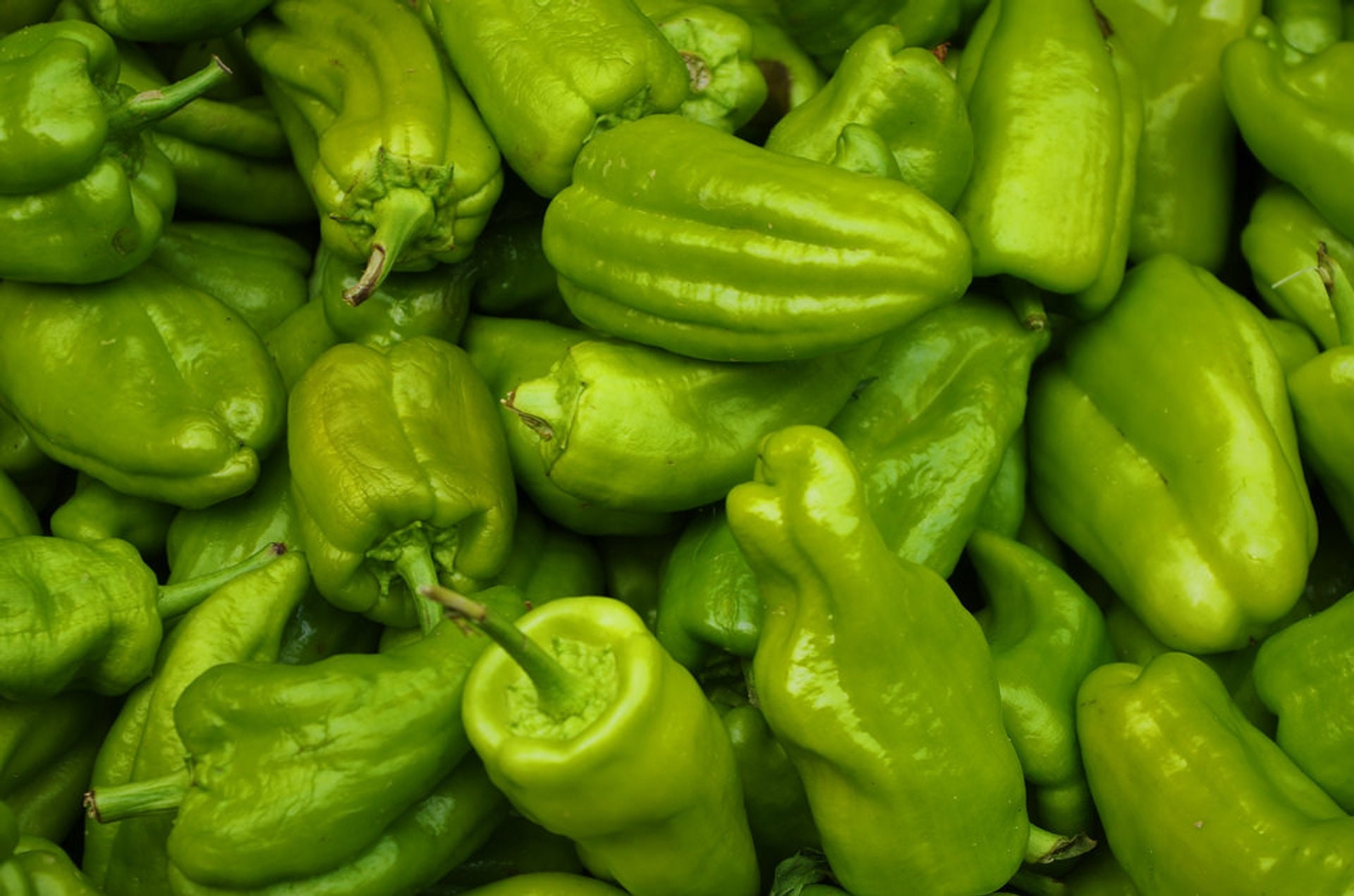 50 Organic Pimento De Padron Seeds Spanish Tapas Speciality Etsy