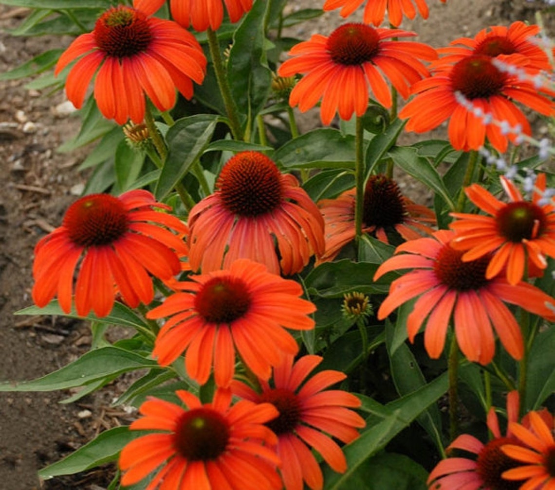 25 Red Echinacea Coneflower Seeds For Pollinators and Bees Etsy