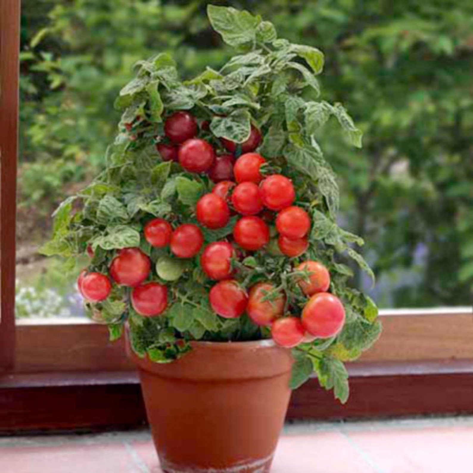 Red robin tomato plant
