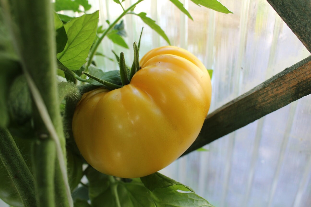 50 Organic AZOYCHKA Tomato Seeds Old Russian Heirloom Variety Etsy Polska