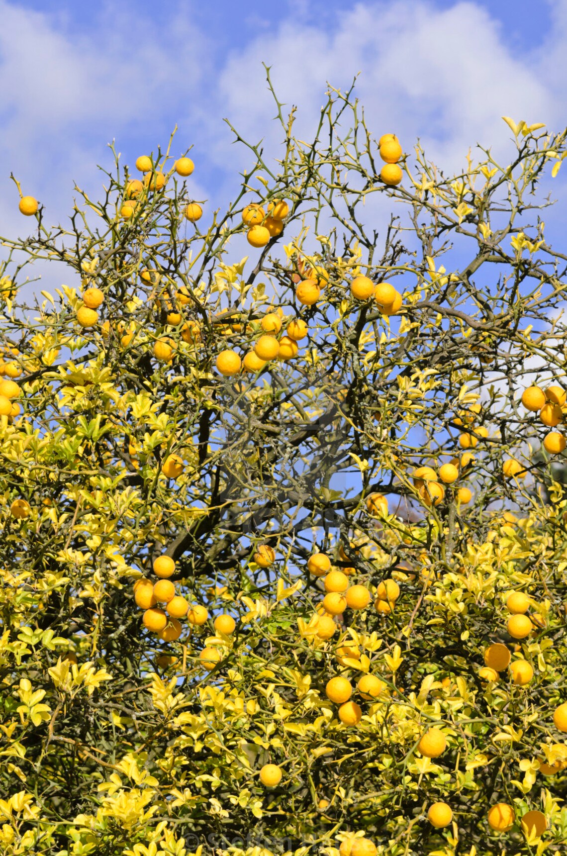 SALE 500 Poncirus Trifoliata Fresh Organic Seeds BULK 2020 Etsy