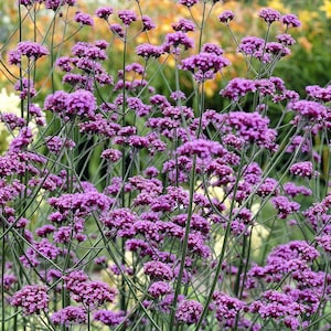 1000 Verbena Bonariensis Vervain Lilac Seeds Samen Semi Sementi Semillas Sementes Siemenet Nasiona Frø Zaad Zaden Graines Somen Perennial image 6