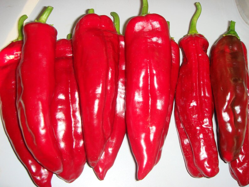 500 BULK Organic RED MARCONI sweet red Italian Heirloom Pepper Etsy