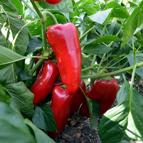 50 Seeds Original KAPIA Pepper Paprika SWEET No heat Great for Etsy