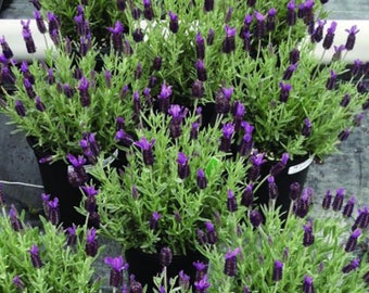 18 BANDERA DEEP PURPLE Seeds Lavendel Lavandula Stoechas Samen Zaad Semi Sementi Sementes Siemenet Graines Semillas Nasiona Somen Frø Somen