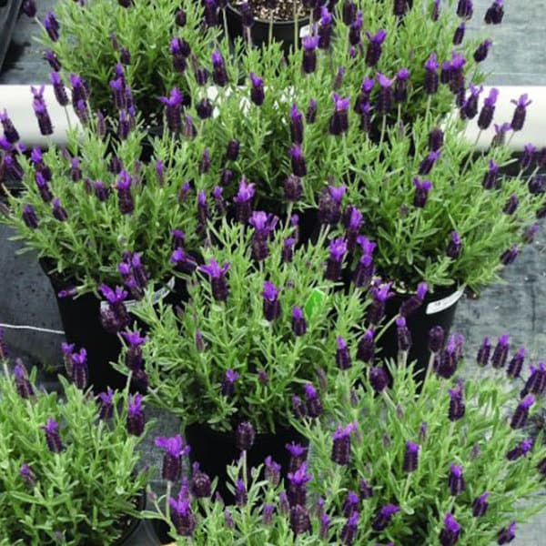 18 BANDERA DEEP PURPLE Seeds Lavendel Lavandula Stoechas Samen Zaad Semi Sementi Sementes Siemenet Graines Semillas Nasiona Somen Frø Somen