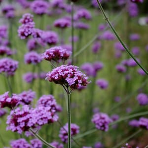 1000 Verbena Bonariensis Vervain Lilac Seeds Samen Semi Sementi Semillas Sementes Siemenet Nasiona Frø Zaad Zaden Graines Somen Perennial image 7