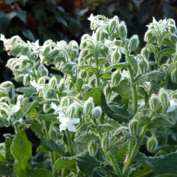 50 White Borage BIANCA Weisser Borretsch Samen Gurkenkraut Semences Graines de Bourrache Borage Zaden Borragine semina Borraja Semillas