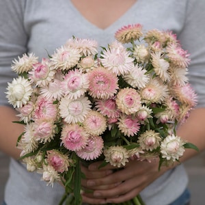 150 Organic Helichrysum Straw Flower SILVERY ROSE Everlastings Paper Flower Seeds Samen Semi Semillas Siemenet Sementes Sementi  Graines