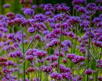 1000 Verbena Bonariensis Seeds Samen Semi Sementi Semillas Sementes Siemenet Nasiona Frø Zaad Zaden Graines Somen Argentinisches Eisenkraut