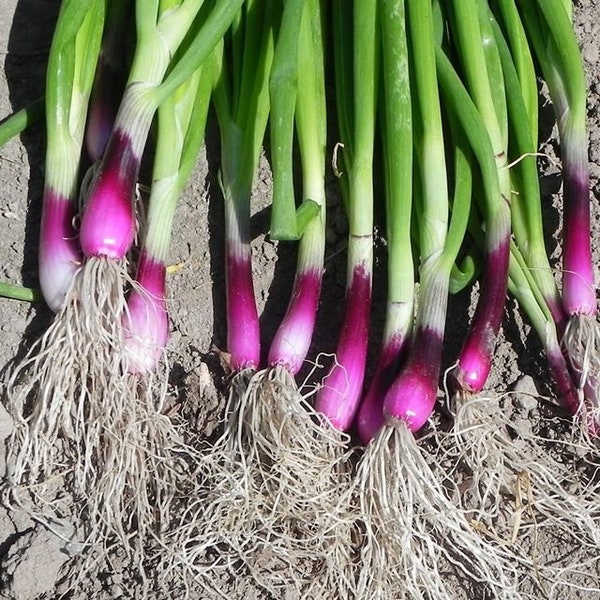 500 SCARLET BANDIT Bunching Spring Onion Seeds Mild and Sweet Zwiebel Samen Oignon Graines Nasiona Zaad Zaden Semi Sementi Sementes Frø