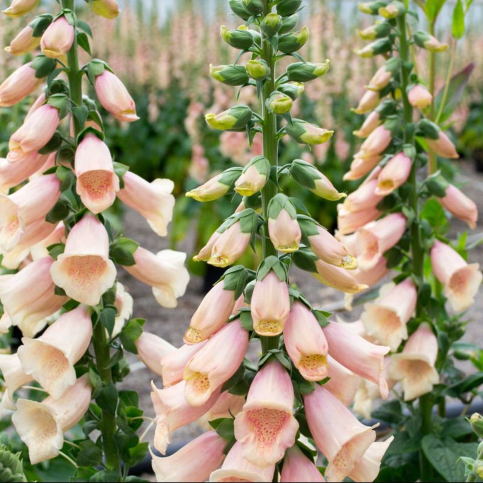30 Digitalis hyb. DALMATIAN PEACH Foxglove Seeds Samen Semi Etsy España