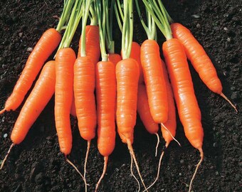 400 Organic Ultimate Baby Carrot LITTLE FINGER Seeds Karotte Samen Somen Graines Semi Semillas Sementi Sementes Siemenet Nasiona Zaad Zaden