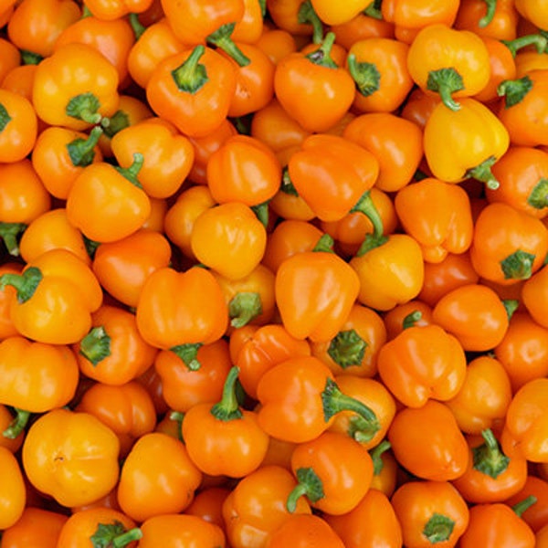 50 Bio MINI GLOCKE Orange PaprikaSamen Paprika Mini Glocke Paprika Samen Samen Semi Semillas Zaden Semi Sementi Poivron