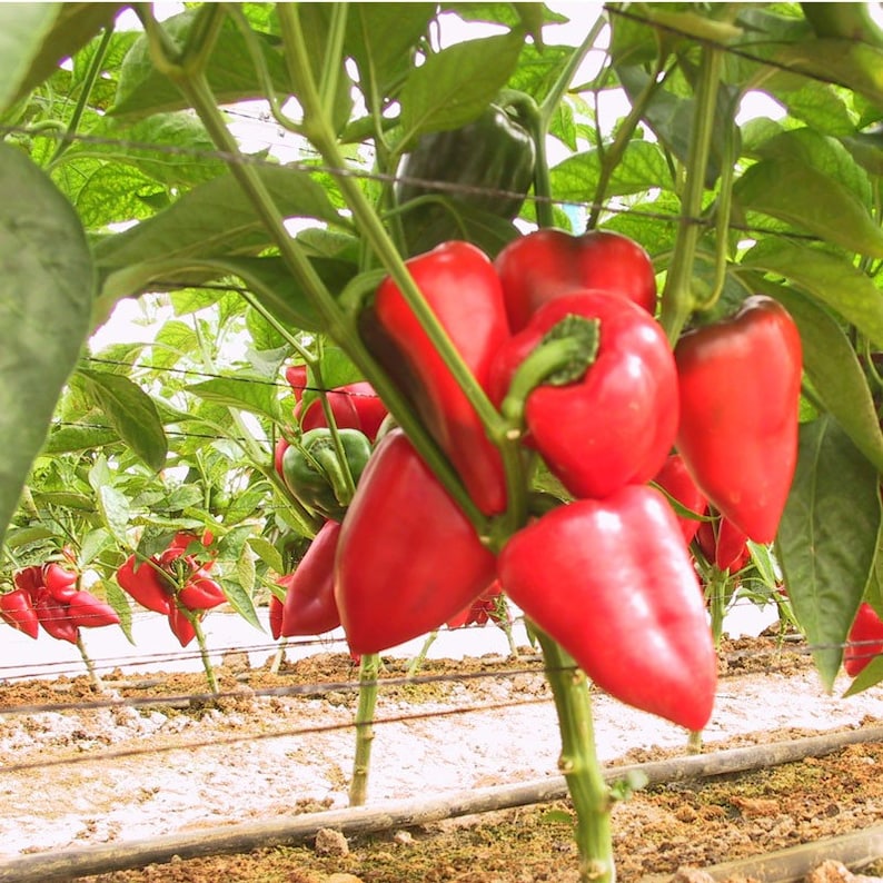 30 Organic SWEET PIMENTO Paprika Pepper Seeds Samen Somen Zaad Etsy UK